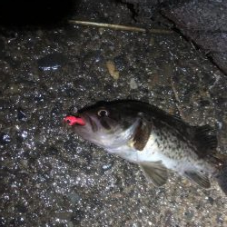 根魚の反応良好